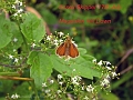 essex skipper butterfly-1